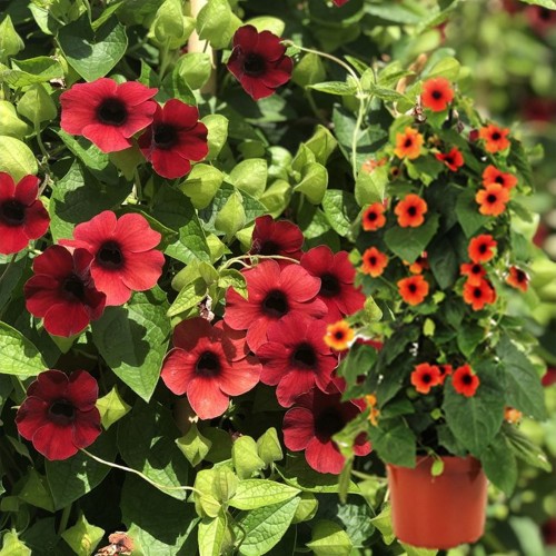 Thunbergia alata 'Sunny Susy® Cherry' - Tiivuline tunbergia 'Sunny Susy® Cherry'